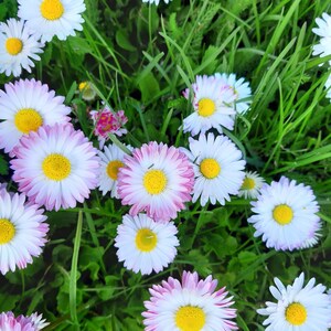 May include: A field of green grass with white and pink daisies. The daisies have yellow centers and some have pink tips on the petals.