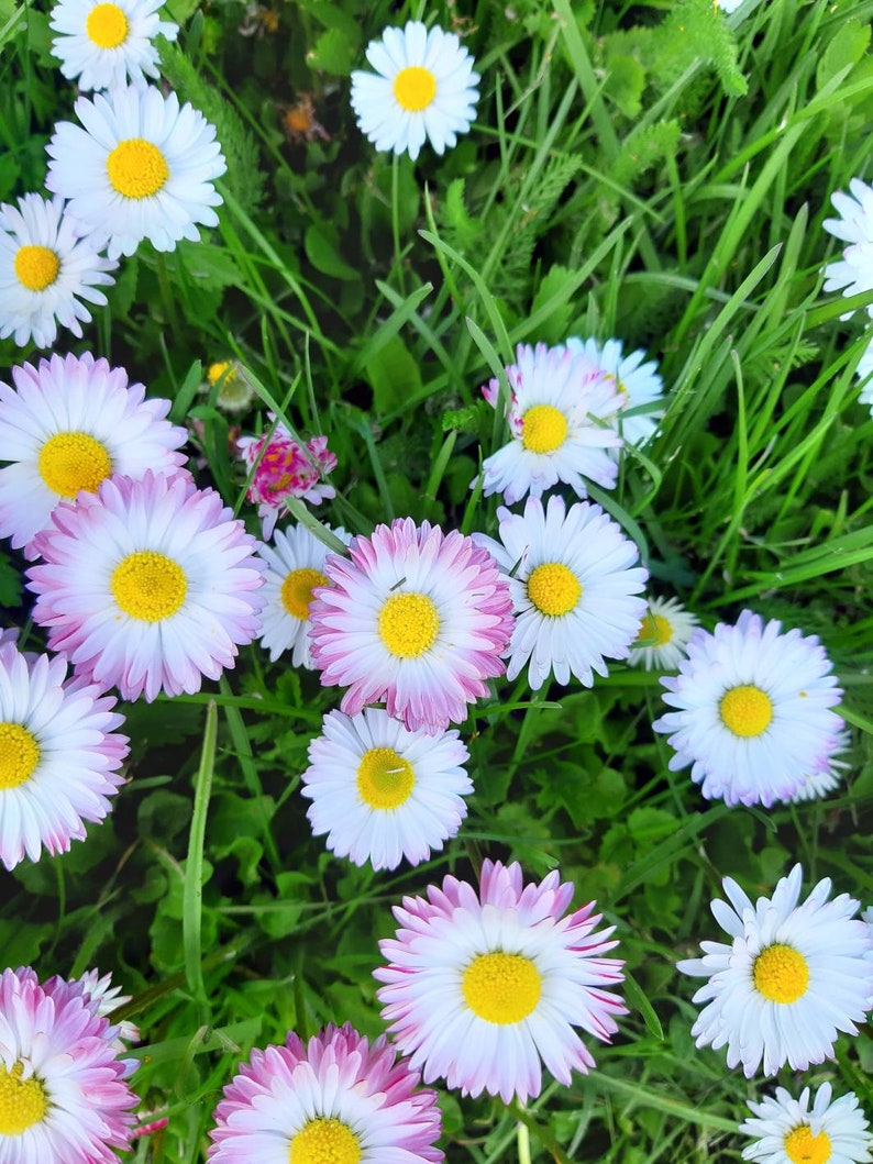 May include: A field of green grass with white and pink daisies. The daisies have yellow centers and some have pink tips on the petals.