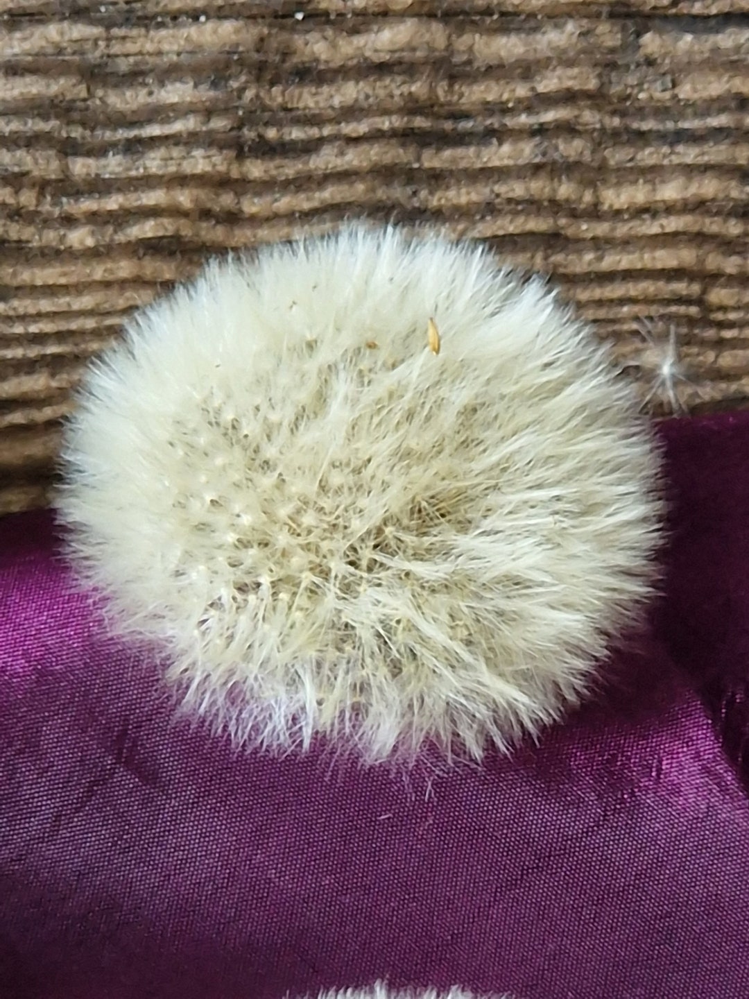 25 Dry Dandelion Fluff Head Real Dandelion Heads Natural White Etsy UK