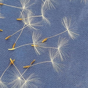 Può includere: Primo piano di semi di tarassaco con delicati filamenti bianchi e piccole teste di semi marroni, sparsi su un tessuto blu strutturato. I semi sono in varie fasi di dispersione, mostrando la loro intricata struttura.
