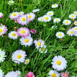 May include: A field of green grass with white and pink daisies and a single yellow dandelion.