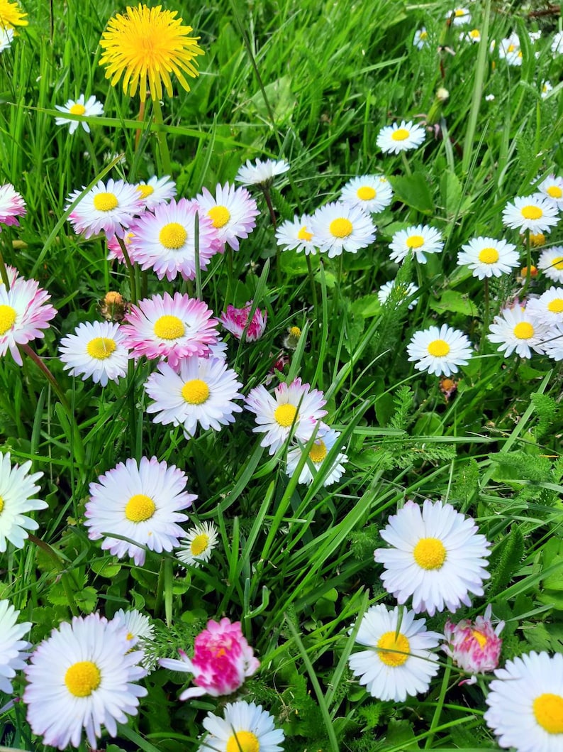 May include: A field of green grass with white and pink daisies and a single yellow dandelion.