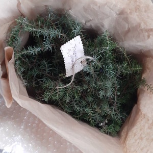 Juniper tree branches fresh cut twigs natural juniper evergreen rustic celtic druid wiccan magical ritual detoxification juniper incense