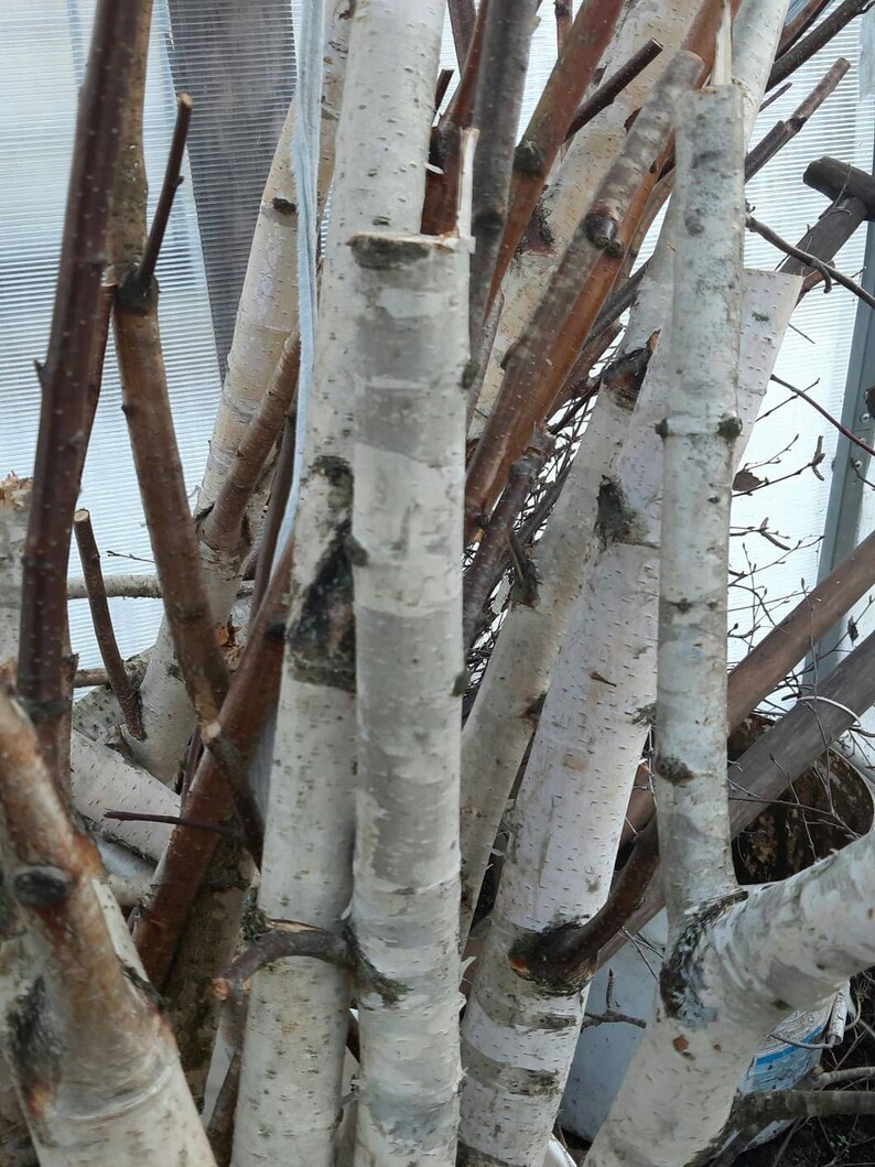 Set of 4 White Birch Branches 20 Natural Birch Tree Etsy UK