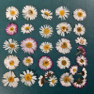 May include: A collection of 25 pressed white and pink daisies with yellow centers arranged in rows on a dark green surface.