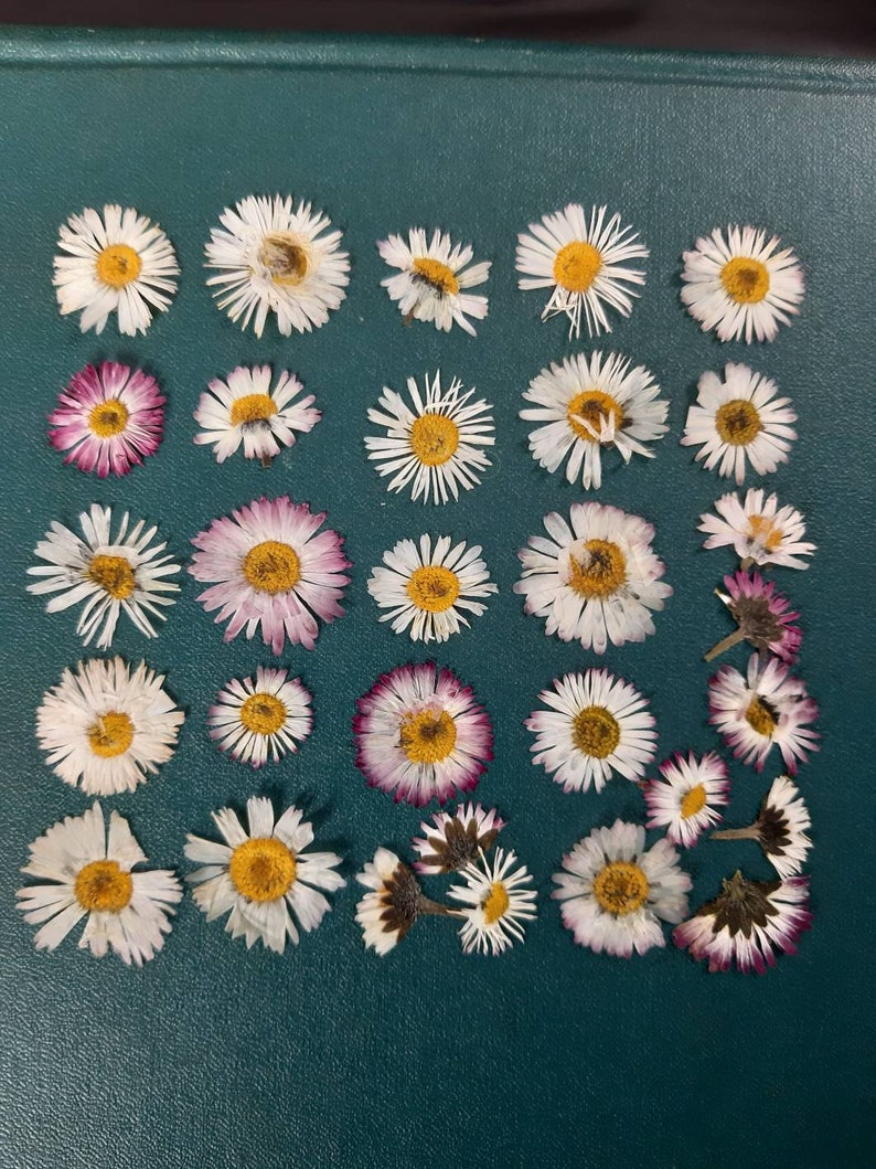 May include: A collection of 25 pressed white and pink daisies with yellow centers arranged in rows on a dark green surface.