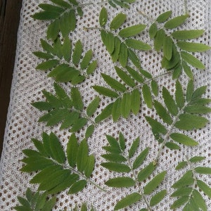 30 feuilles de sorbier pressées feuille de sorbier naturel séchées feuilles vertes séchées feuilles pressées projet artisanal bijoux en résine fabrication de cartes de mariage en résine