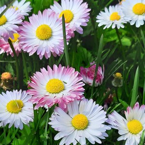May include: A close-up of a cluster of white and pink daisies with yellow centers, blooming in a field of green grass.