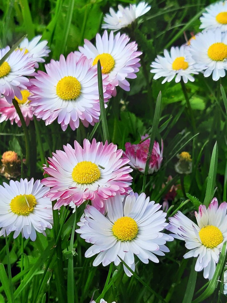 May include: A close-up of a cluster of white and pink daisies with yellow centers, blooming in a field of green grass.