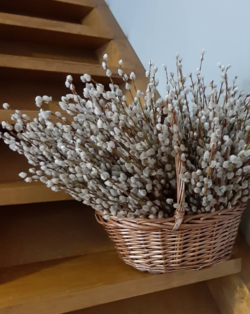 pussy willow bouquet Pussy willow bouquet