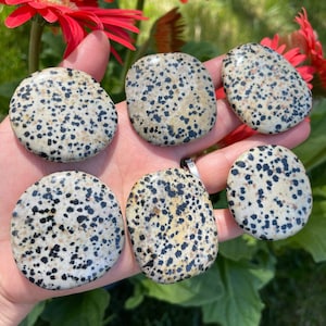 Dalmatian Jasper