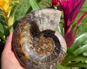 May include: A fossilized ammonite with a brown and white spiral shell. The shell has a natural, iridescent sheen.