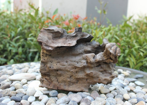 Boiled Aquarium Decoration Wood Driftwood Tree Plant Stump Etsy
