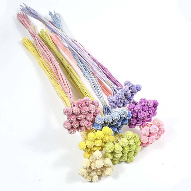 Billy Buttons Globe Flowers Dried Flowers 20 Stems Home Decor Dried Craspedia Dried Billy Balls