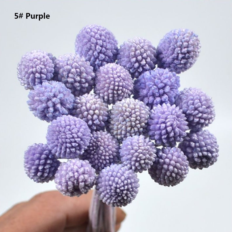 Billy Buttons Globe Flowers Dried Flowers 20 Stems Home Decor Dried Craspedia Dried Billy Balls