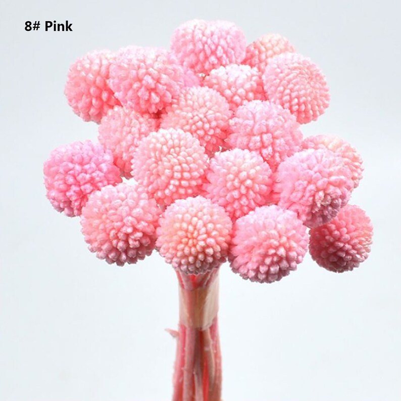Billy Buttons Globe Flowers Dried Flowers 20 Stems Home Decor Dried Craspedia Dried Billy Balls