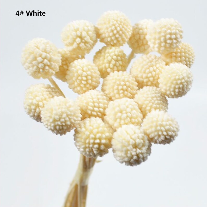 Billy Buttons Globe Flowers Dried Flowers 20 Stems Home Decor Dried Craspedia Dried Billy Balls
