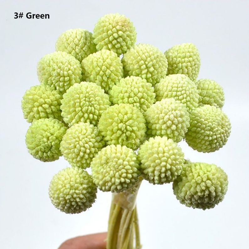 Billy Buttons Globe Flowers Dried Flowers 20 Stems Home Decor Dried Craspedia Dried Billy Balls