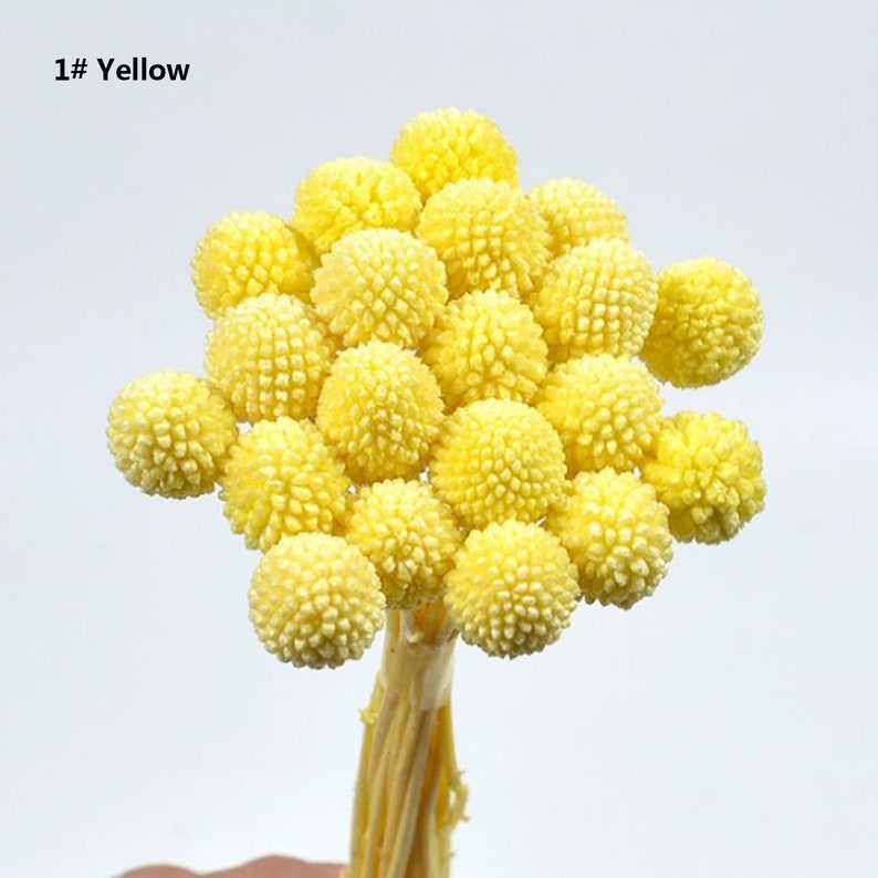 Billy Buttons Globe Flowers Dried Flowers 20 Stems Home Decor Dried Craspedia Dried Billy Balls