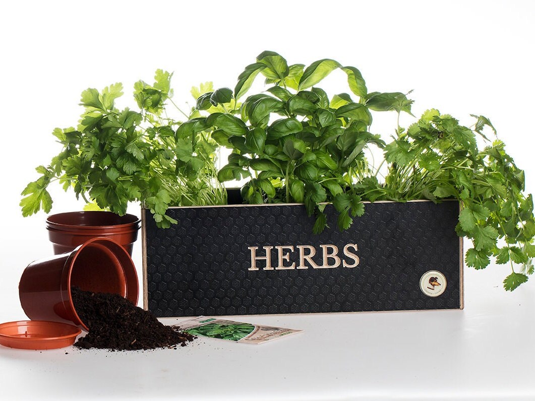 FLEUR DU BIEN Indoor Herb Garden Starter Kit, 10 Gardening Seed