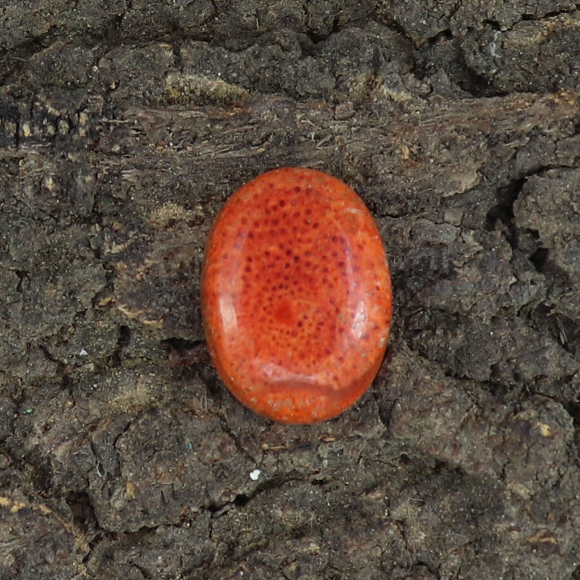 Natural Sponge Coral Stone Semiprecious Stones Orange Stone Etsy