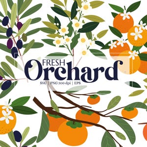 Orchard Fruit Clipart SVG - Orange, Olive, Kaki, Blumenzweige - Digital PNG für Sublimation, Aufkleber, Karten, Drucke