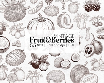 Vintage Fruit Clipart Bundle – Hand-Drawn Botanical Line Art SVG PNG EPS for Crafts