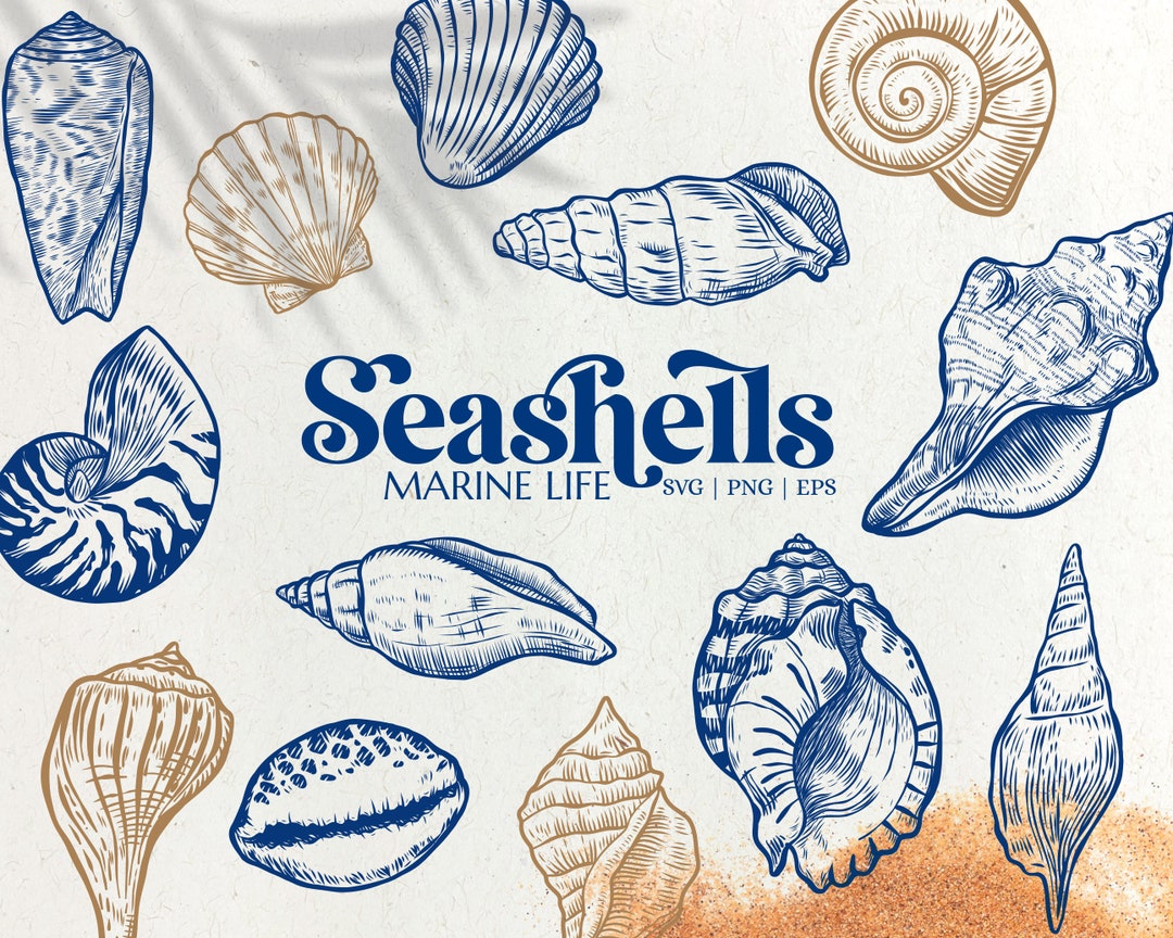 Seashell SVG Bundle, Nautical Clipart, Marine Life PNG, Ocean Animals ...