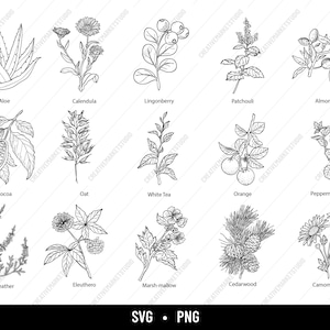 Svg d'herbes aromatiques | Cuisine svg | Svg herbes | Svg de la ferme | Svg lavande | Feuilles svg | Fichiers SVG pour cricut | Svg à usage commercial