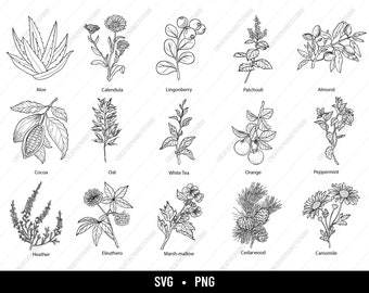 Botanische Kräuter SVG PNG - Bundle für Etiketten, Schilder und Kunsthandwerk