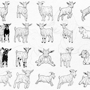 May include: A series of black and white illustrations depicting goats in different stances. Some goats are depicted standing, leaping, or resting. The drawings are detailed, showcasing the goats' characteristics.