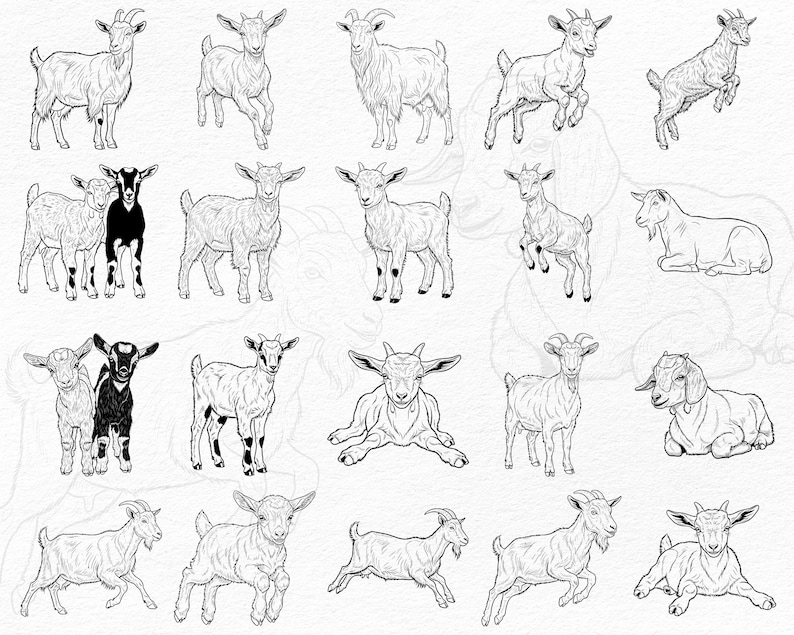 May include: A series of black and white illustrations depicting goats in different stances. Some goats are depicted standing, leaping, or resting. The drawings are detailed, showcasing the goats' characteristics.