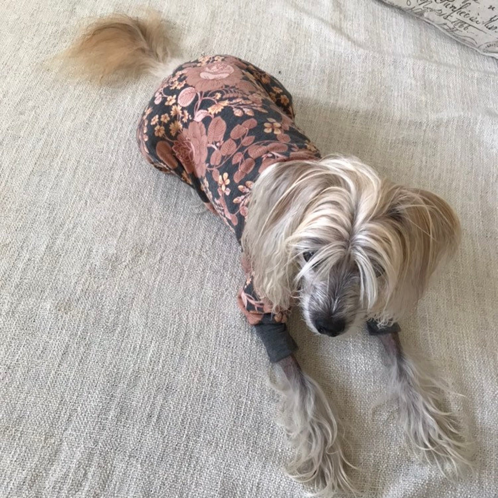 haarlose hunde