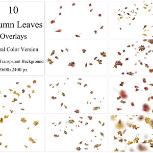 May include: Ten autumn leaves overlays in various shades of brown and red, with some leaves blurred, on a white background. PNG on transparent background, 3600x2400 px.