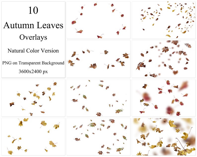 May include: Ten autumn leaves overlays in various shades of brown and red, with some leaves blurred, on a white background. PNG on transparent background, 3600x2400 px.