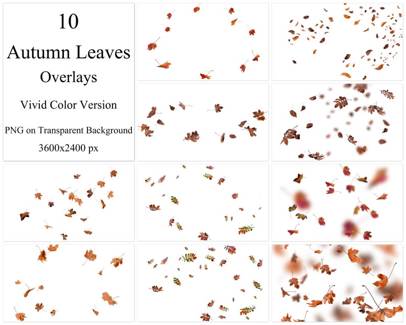 May include: Ten autumn leaves overlays in vivid colors. The leaves are on a transparent background and are 3600x2400 pixels.