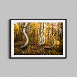 Espen Wald Poster | Wald Wand Kunst | Colorado Fotografie | Herbst Bäume | Natur Wohnkultur | Herbst Landschaft Foto | Berge Wall Art