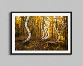 Aspen Forest-print | Muurkunst bos | Colorado-fotografie | Herfstbomen | Natuur woondecoratie | Herfstlandschapsfoto | Muurkunst bergen