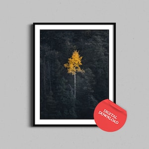 Aspen Tree Digital Download, Autumn Wall Art Instant Printable Poster, Downloadable Prints, Fall Photography Colorado Mountains Forest Print