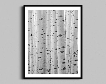 Black and White Aspen Tree Wall Art, Abstract Colorado Forest Fine Art Photograph, Nature Framed Photography Print, Farmhouse Wall Decor