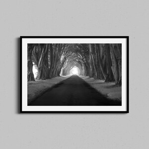 Point Reyes Wall Art, Cypress Trees Tunnel, California Coastal Photography, Black White Artwork, Classic Photography Fine Art Print