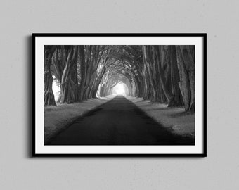 Point Reyes Wall Art, Cypress Trees Tunnel, California Coastal Photography, Black White Artwork, Classic Photography Fine Art Print