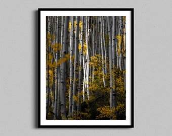 Forest Wall Art | Autumn Trees Photography | Landscape Photography Fine Artwork | Colorado Aspen Trees Framed Print | Farmhouse Home Decor