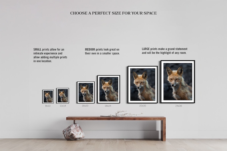 May include: A comparison of different sizes of framed prints featuring a red fox. The prints are displayed on a white wall with a wooden shelf underneath. The text "CHOOSE A PERFECT SIZE FOR YOUR SPACE" is at the top of the image. The sizes of the prints are listed below each frame: 8x10, 11x14, 16x20, 18x24, 20x30, and 24x36.