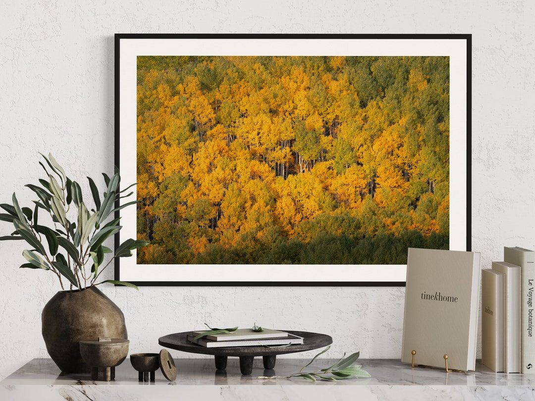 Aspen Forest Print | Fall Foliage Wall Art | Colorado Autumn Trees ...