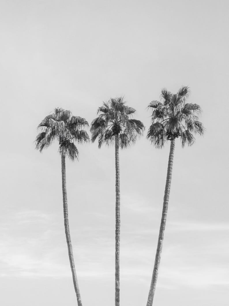 Fine Art Palm Trees Print | Beach Ocean Photography Framed Black and ...