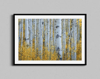 Autumn Forest Framed Wall Art, Yellow Aspen Tree Leaves Photography Print, Fall Colors Landscape Home Decor Photo, Great Housewarming Gift