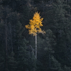 May include: A single yellow-leaved tree stands out against a backdrop of dark green trees in a forest.
