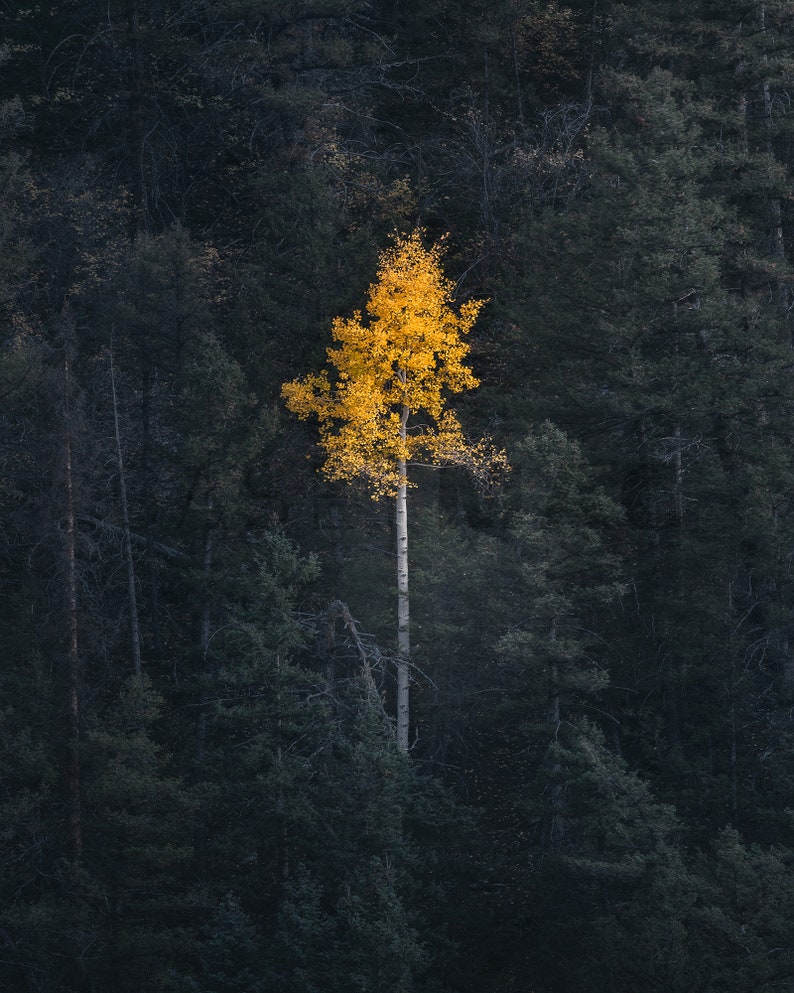 May include: A single yellow-leaved tree stands out against a backdrop of dark green trees in a forest.