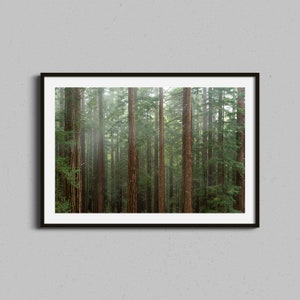 Redwood Forest Print, California Redwoods Wall Art, Trees Photography Framed Artwork, Landscape and Nature Photograph, Foggy Home Decor